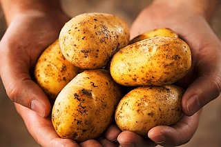 Клубни картофеля